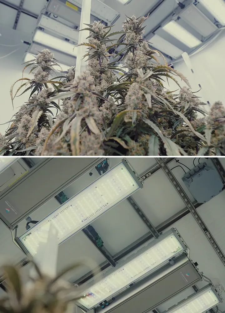 Guida Illuminazione e Controllo Cannabis CRIC Labs Un'illustrazione di una sala di coltivazione luminosa di CRIC Labs con ibridi F1 di cannabis, con illuminazione PPFD di 1000 μmol, sensori per umidità e temperatura, e fertirrigazione con mezzo di coltura inerte, su uno sfondo verde.
