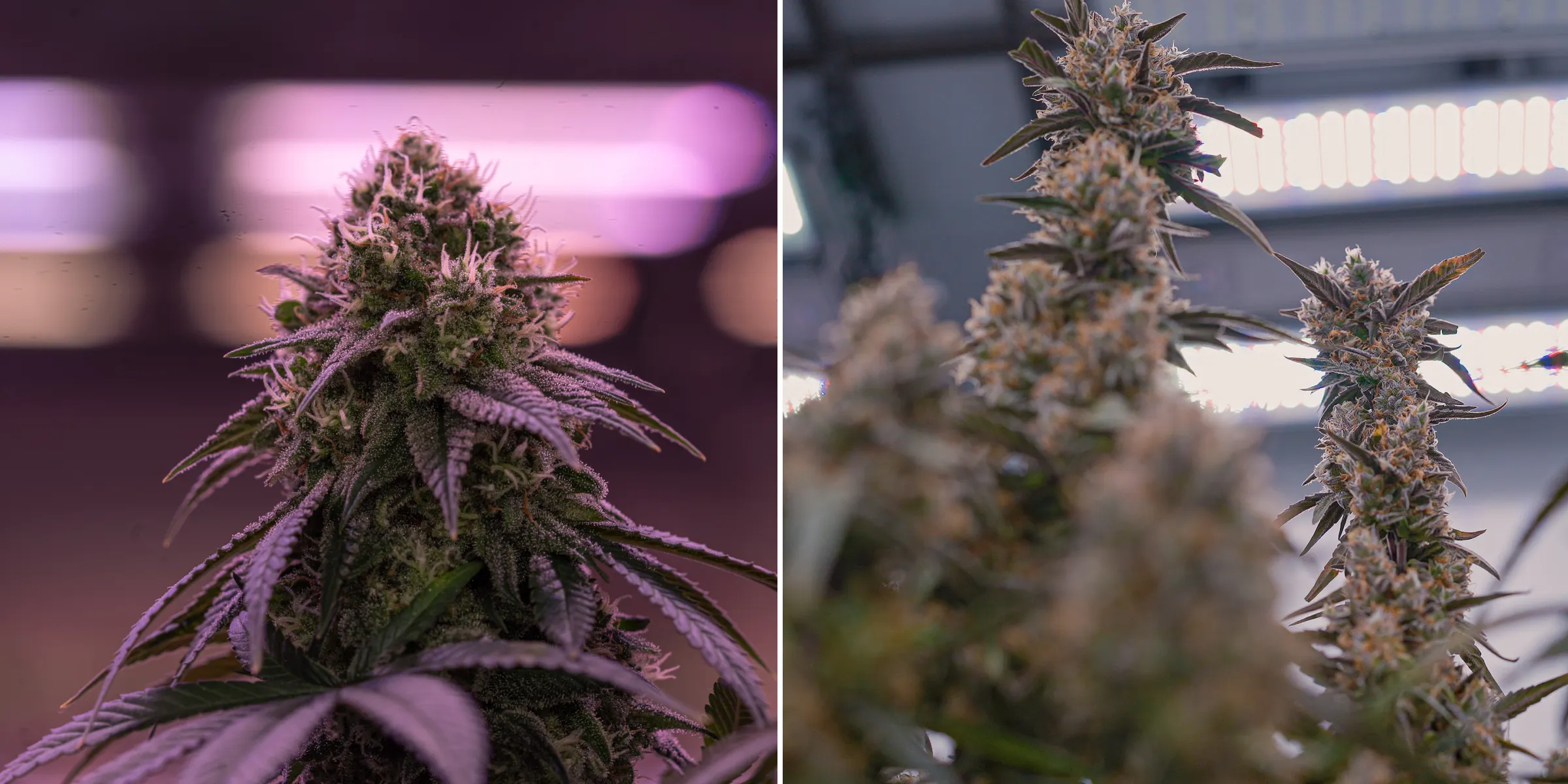 Primo piano di fiori di cannabis maturi sotto intense luci di coltivazione indoor, con cole resinose, pistilli arancioni, tricomi ghiacciati e illuminazione controllata usata per il crop steering.