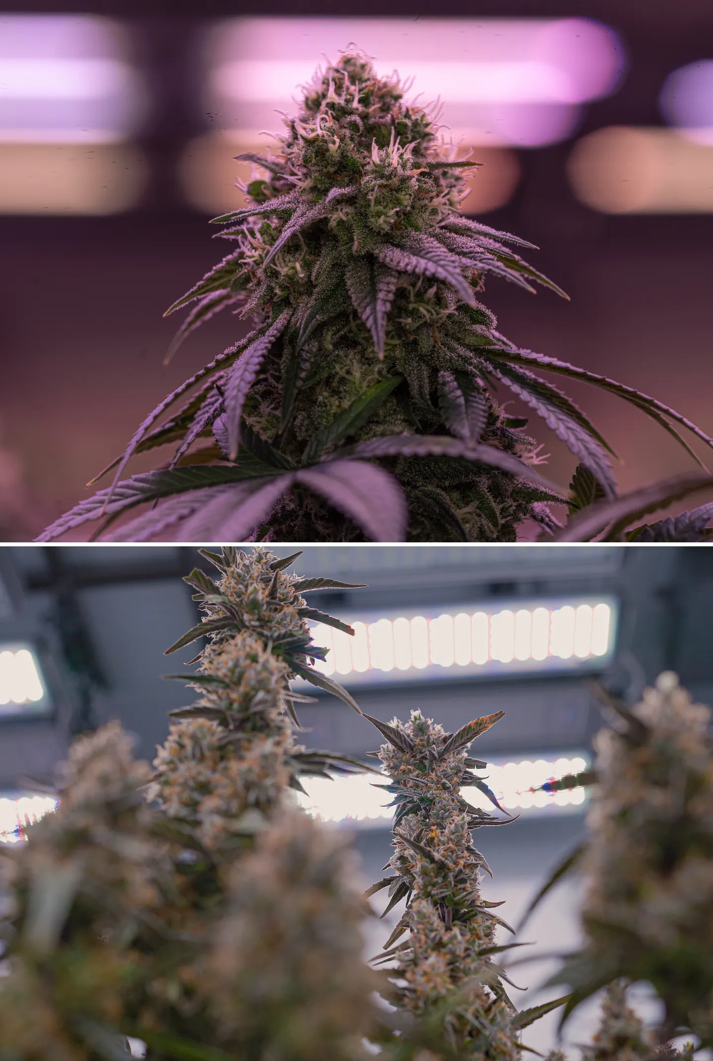 Primo piano di fiori di cannabis maturi sotto intense luci di coltivazione indoor, con cole resinose, pistilli arancioni, tricomi ghiacciati e illuminazione controllata usata per il crop steering.