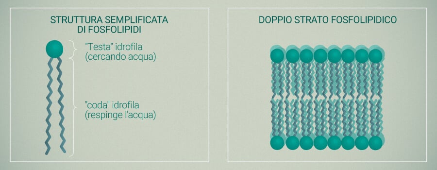 Fosfolipidi E Liposomi