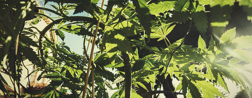Bend Branches Low Stress Training Cannabis Bend Branches Low Stress Training Cannabis
