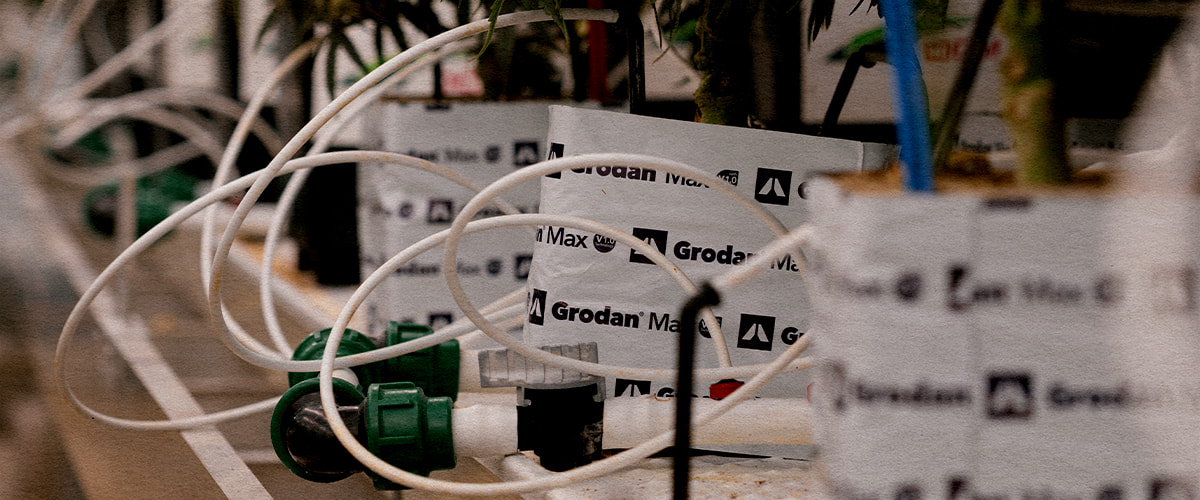 Test di irrigazione a basso contenuto idrico nella coltivazione di cannabis Prova di siccità controllata per valutare la risposta di Gaia F1 allo stress idrico e alle variazioni dei cannabinoidi.