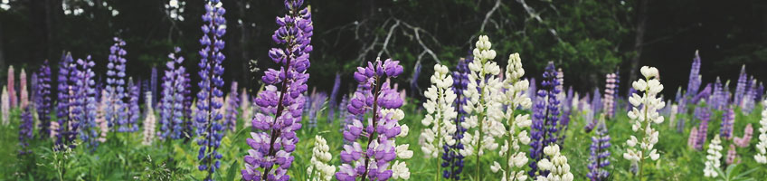 Lupini (Lupinus) Lupini (Lupinus)