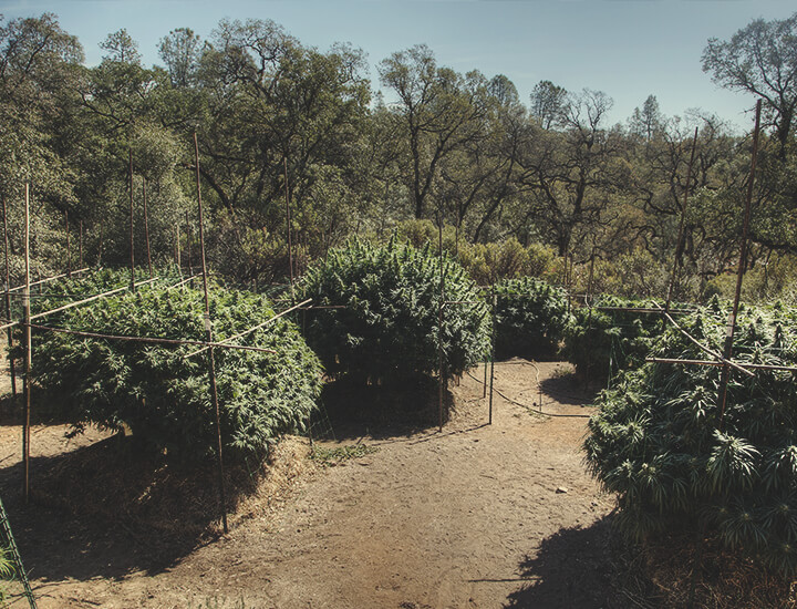 Come coltivare la cannabis all’esterno con un graticcio