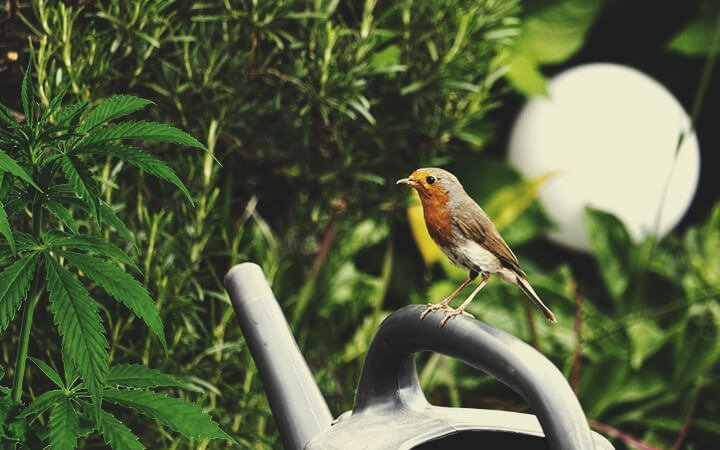 Aumento della Presenza della Fauna Selvatica