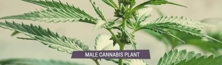 FEMALE CANNABIS Male female preflower