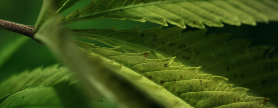 Manganese deficiency