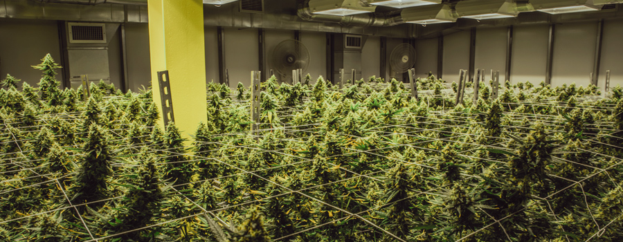 industria della cannabis legalizzazione USA California nuova legge di mercato Trump