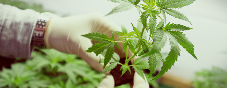 cannabis agenzia federale Germania