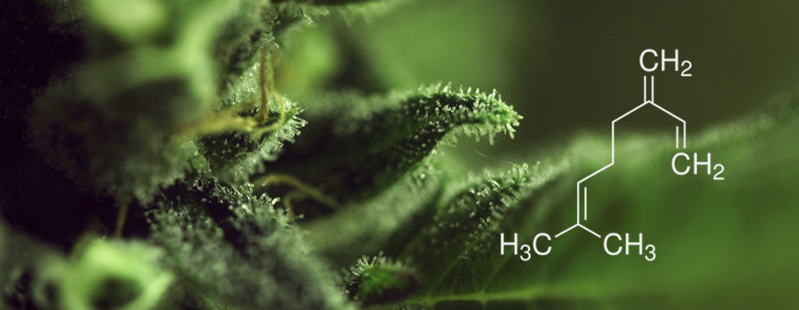 myrcene terpenes