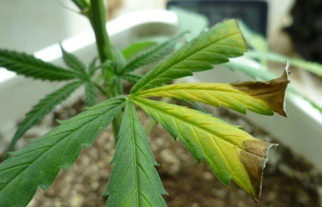 Manganese marijuana