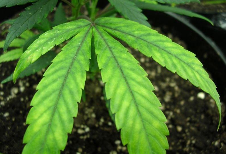 Magnesio marijuana