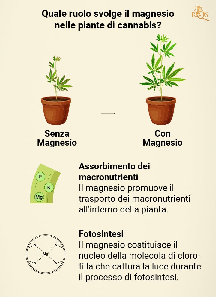 Magnesium benefits for cannabis plants