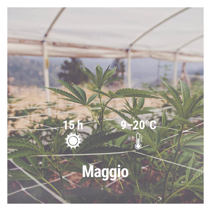 Come Coltivare Cannabis all'Aperto in Germania, Maggio