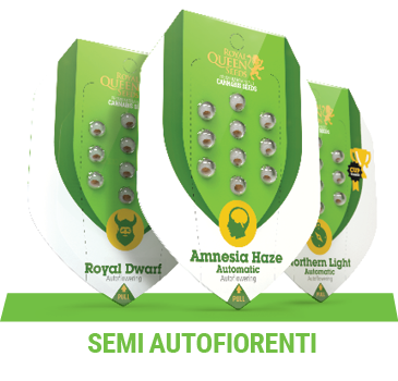 semi-cannabis-autofiorenti