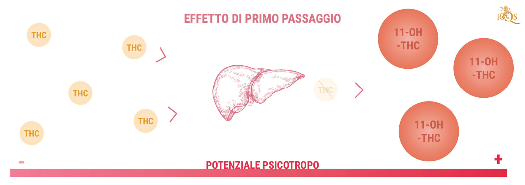 11-Idrossi-THC e la Potenza degli Edibili