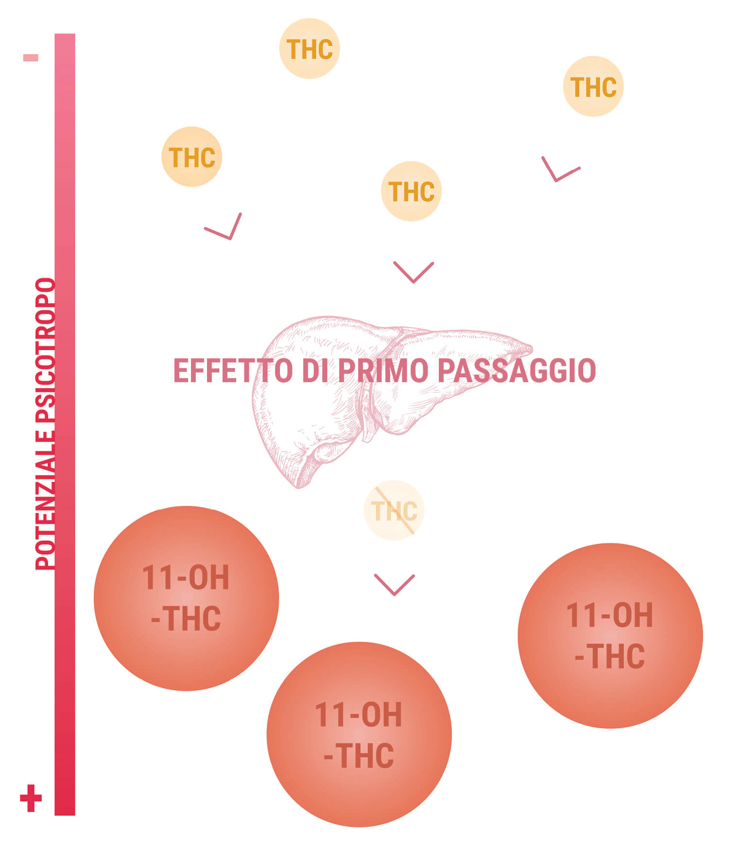 11-Idrossi-THC e la Potenza degli Edibili