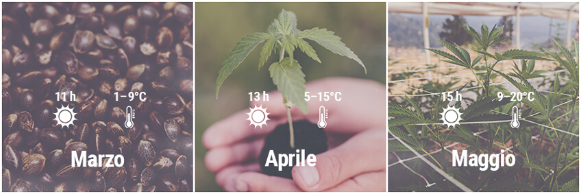 Come Coltivare Cannabis all'Aperto in Germania, Marzo, Aprile, Maggio