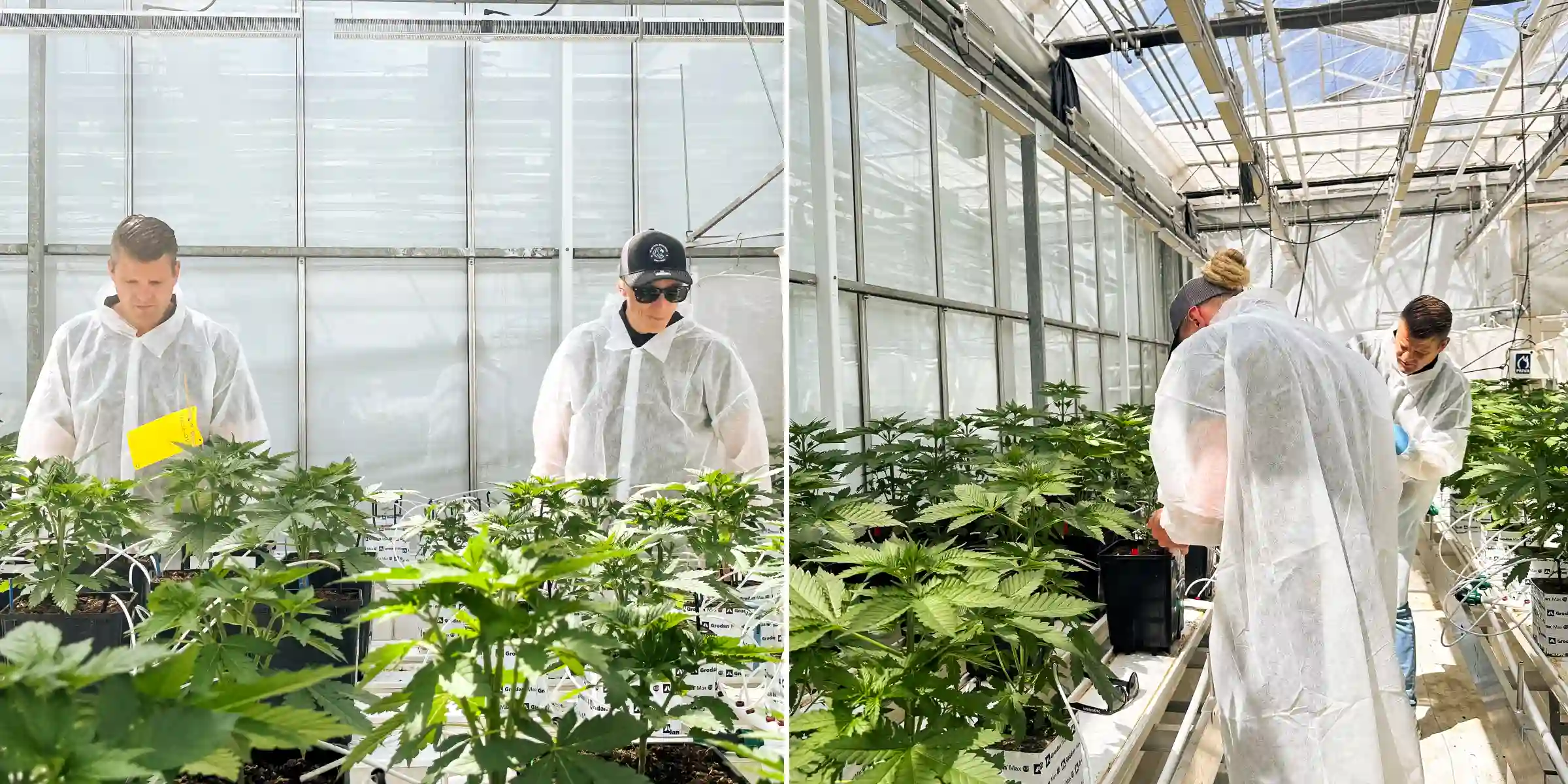 Max e Maikel ispezionano piante di cannabis fotoperiodiche ibride F1 in una luminosa serra di breeding, circondati da piante sane, linee di irrigazione e condizioni di prova controllate.