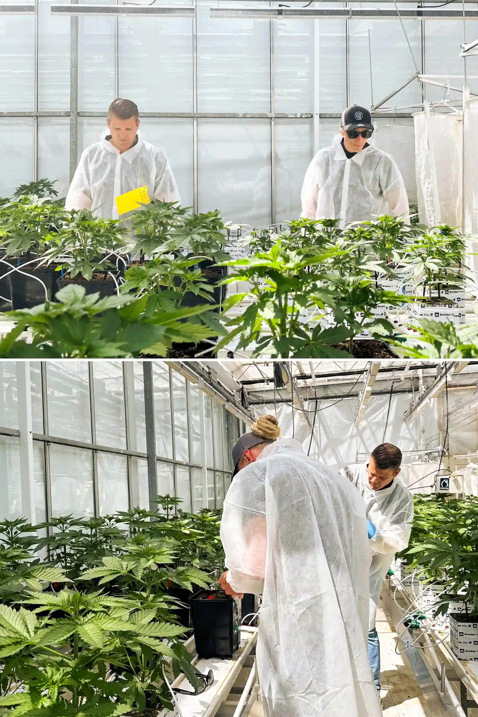 Max e Maikel ispezionano piante di cannabis fotoperiodiche ibride F1 in una luminosa serra di breeding, circondati da piante sane, linee di irrigazione e condizioni di prova controllate.
