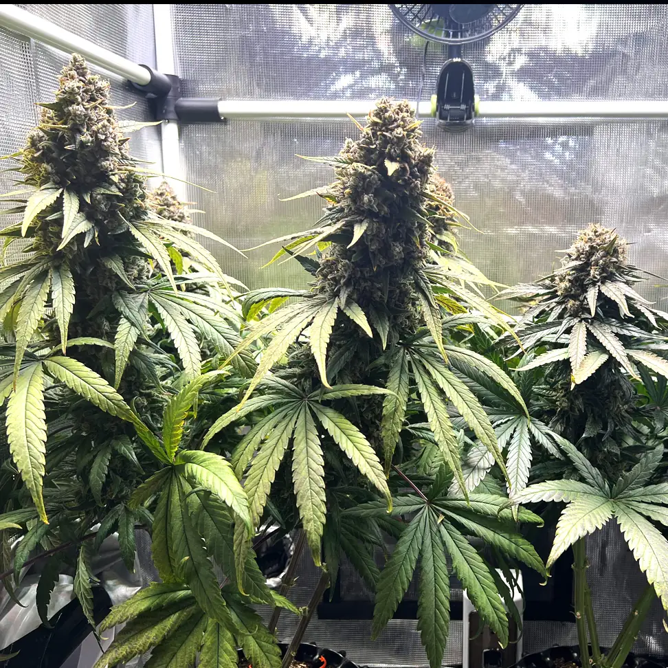 Medical Mass