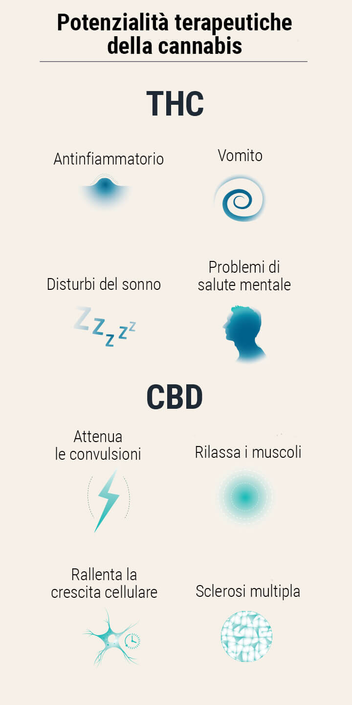 Semi di marijuana terapeutica Semi di marijuana terapeutica