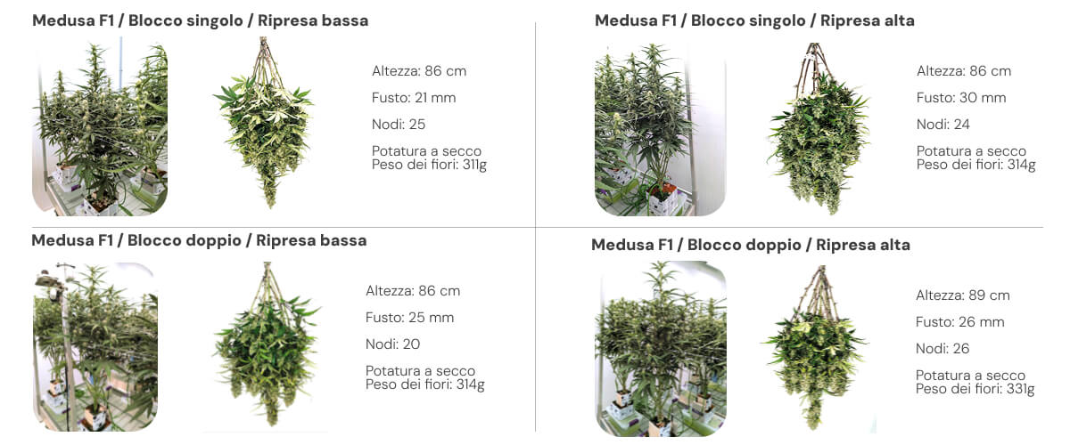 Panoramica dei risultati di Medusa F1 con confronto tra sistemi single block e dual block a bassa e alta irrigazione