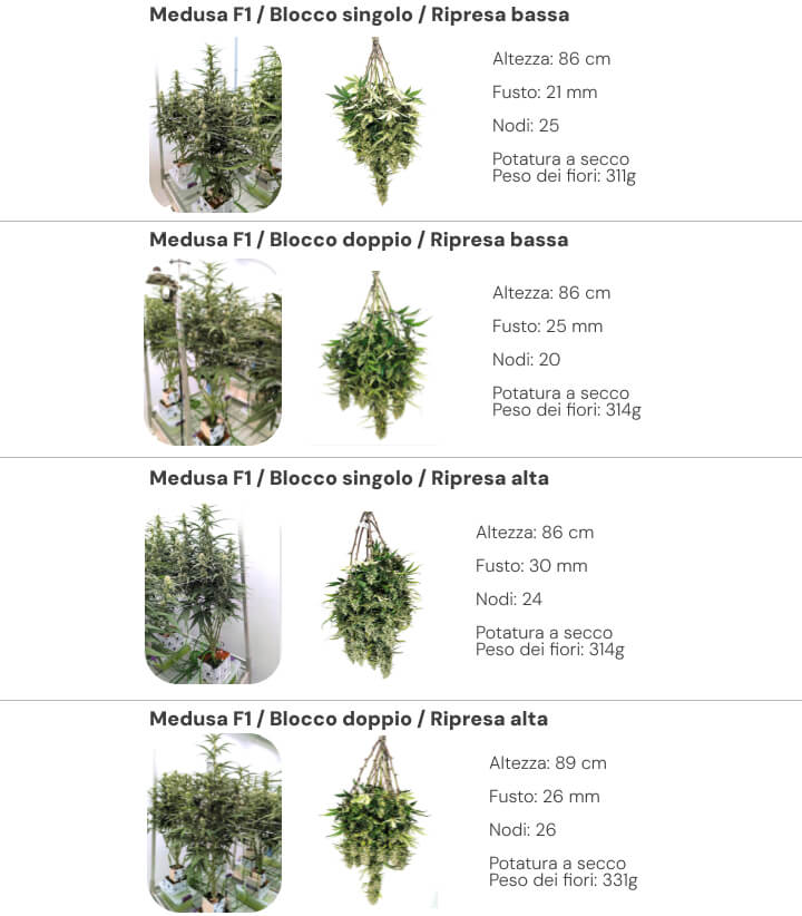 Panoramica dei risultati di Medusa F1 con confronto tra sistemi single block e dual block a bassa e alta irrigazione