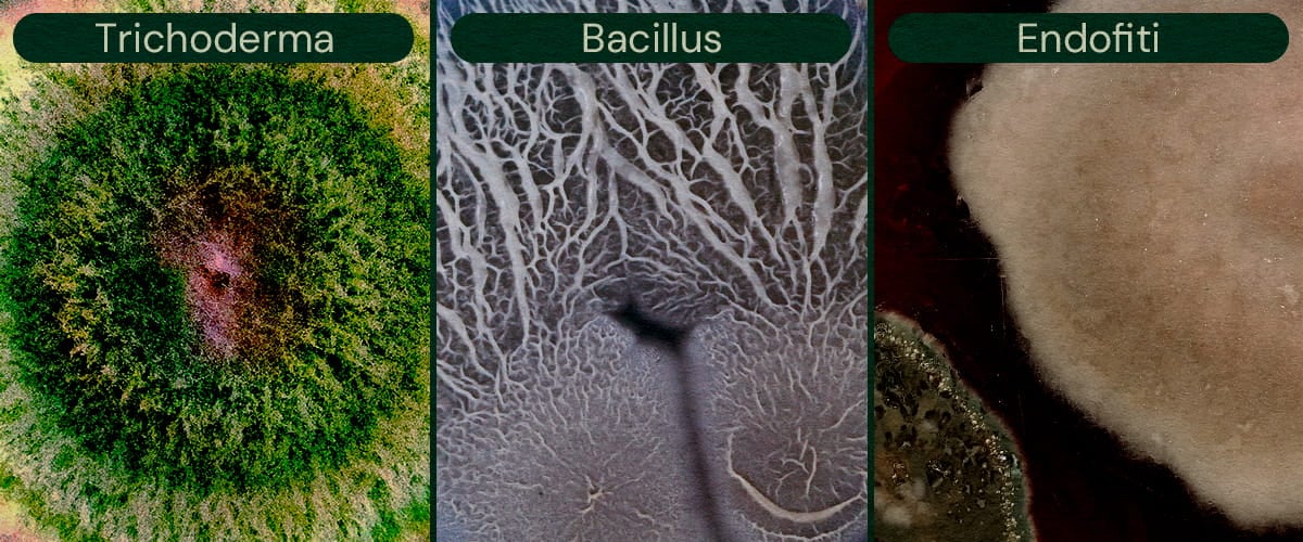 Immagine che mostra Trichoderma, Bacillus ed Endofiti come agenti di biocontrollo microbico per la cannabis, utili per il controllo dei parassiti e la prevenzione delle malattie.
