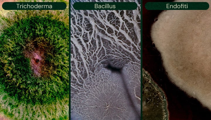 Immagine che mostra Trichoderma, Bacillus ed Endofiti come agenti di biocontrollo microbico per la cannabis, utili per il controllo dei parassiti e la prevenzione delle malattie.