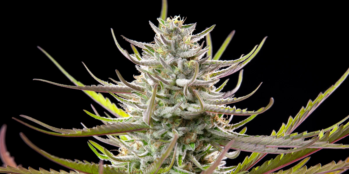 Cima di cannabis Mimosa con fiori ghiacciati e resinosi, foglie verde-viola, pistilli bianchi e crescita in fioritura compatta su sfondo scuro.