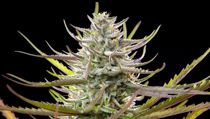 Cima di cannabis Mimosa con fiori ghiacciati e resinosi, foglie verde-viola, pistilli bianchi e crescita in fioritura compatta su sfondo scuro.