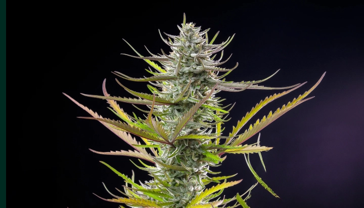 Pianta di cannabis Mimosa con una cola ghiacciata e resinosa, foglie verde-viola, pistilli bianchi e una struttura di fioritura compatta su sfondo scuro.