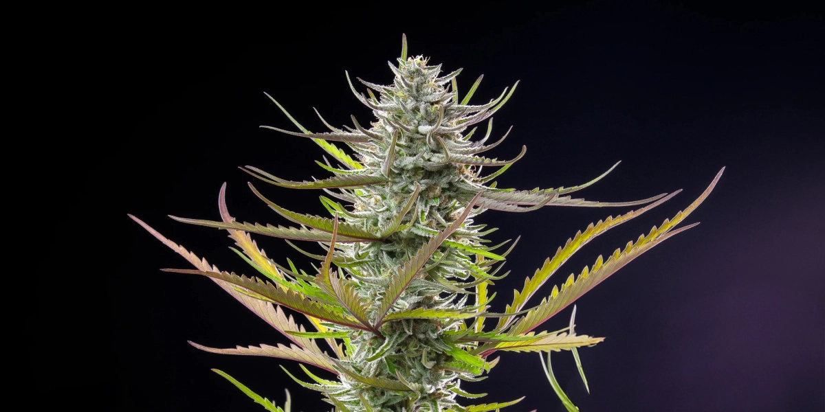 Pianta di cannabis Mimosa con una cola ghiacciata e resinosa, foglie verde-viola, pistilli bianchi e una struttura di fioritura compatta su sfondo scuro.