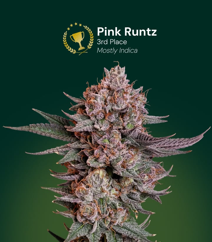 Fiore di cannabis Pink Runtz, vincitore del 3º posto, prevalentemente indica