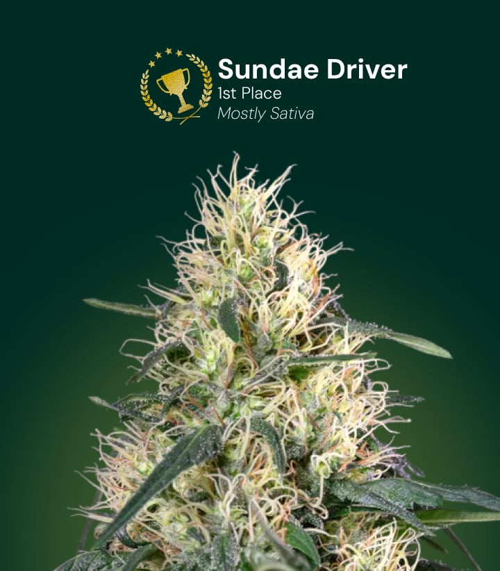 Fiore di cannabis Sundae Driver, vincitore del 1º posto, prevalentemente sativa