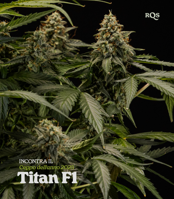 Pianta di cannabis Titan F1 con cime dense ricoperte di resina, varietà ibrida premiata Strain of the Year 2025 da RQS