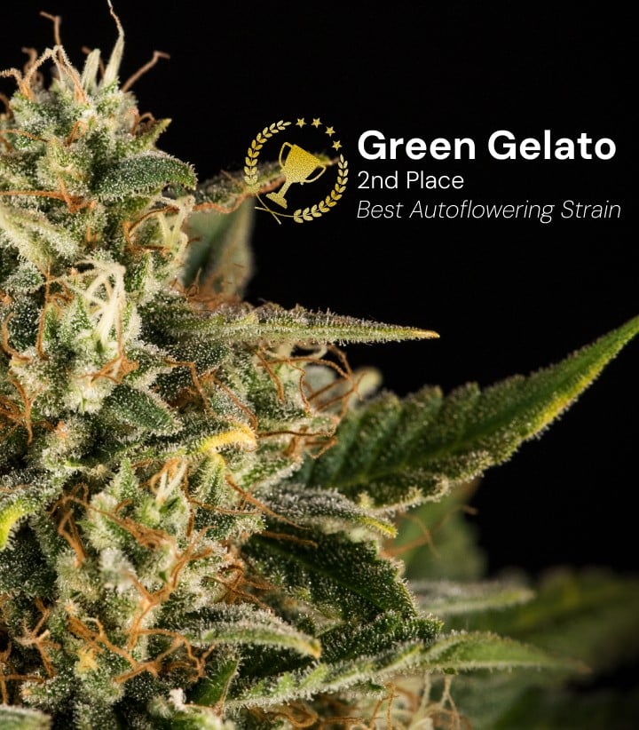 Cima di cannabis Green Gelato Auto premiata come migliore varietà autofiorente al secondo posto con fiori densi e ghiacciati e pistilli arancioni su sfondo nero