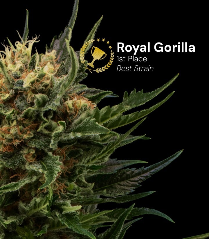 Cima di cannabis Royal Gorilla premiata come miglior varietà al primo posto con fiori densi e resinosi e pistilli arancioni su sfondo nero