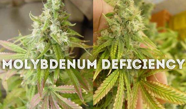 Molibdeno marijuana