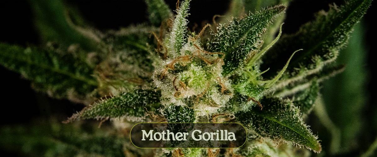 Mother Gorilla