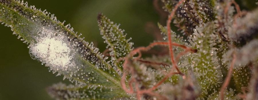 Cannabis Mould Cannabis Mould