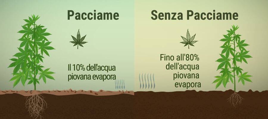 Cos’è il Pacciame e Quali Benefici Può Avere in una Coltura di Cannabis?