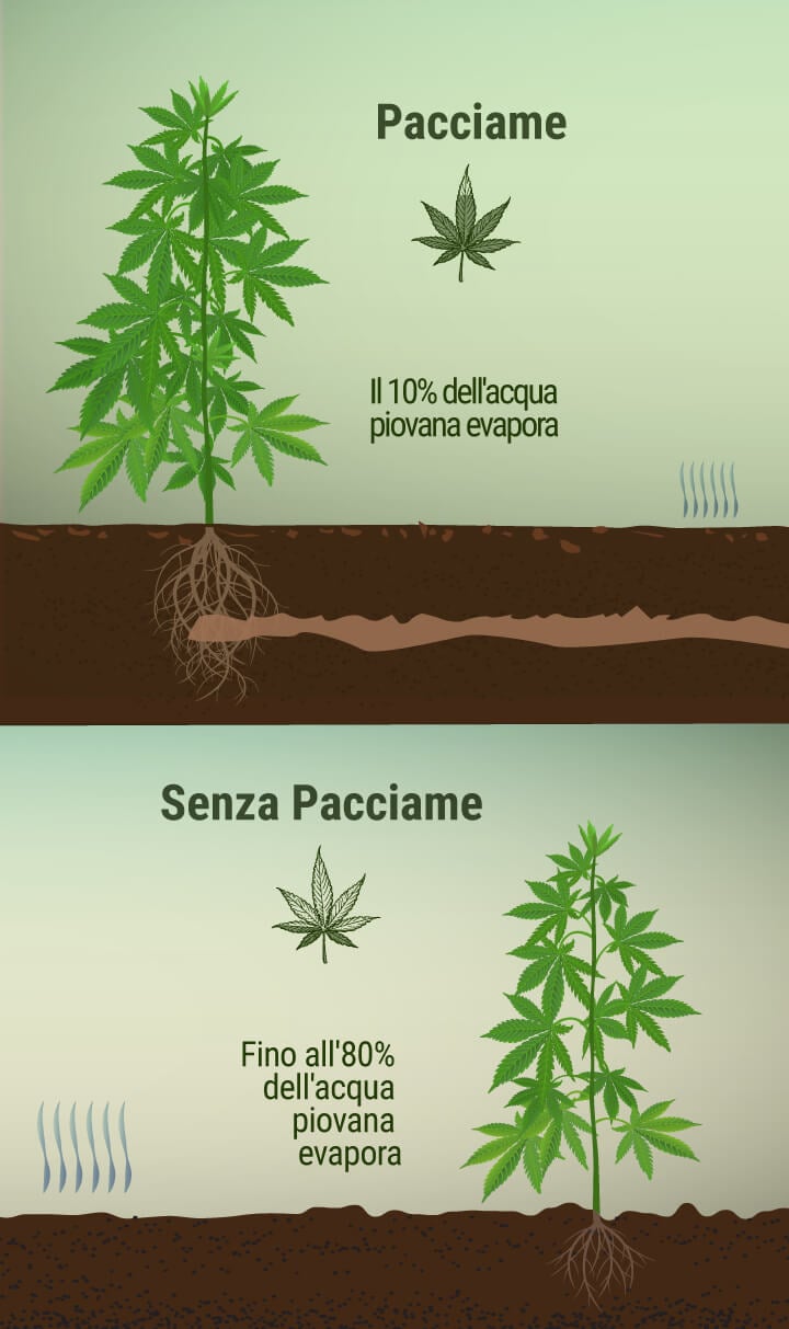 Cos’è il Pacciame e Quali Benefici Può Avere in una Coltura di Cannabis?