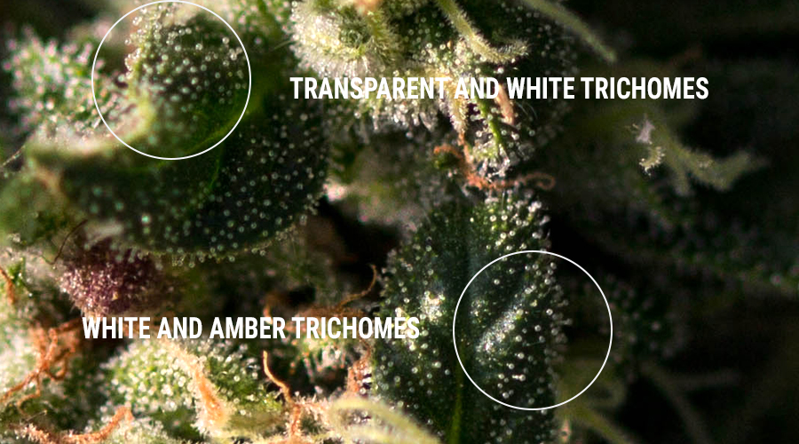 tricomi resina hashish estratti concentrati