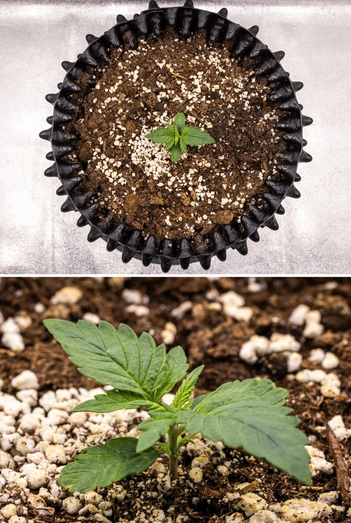 Pianta di cannabis NYC Sour Diesel Auto nella settimana 1 di crescita vegetativa, con foglie compatte e sane, ramificazione precoce e sviluppo lento ma stabile sotto luce LED