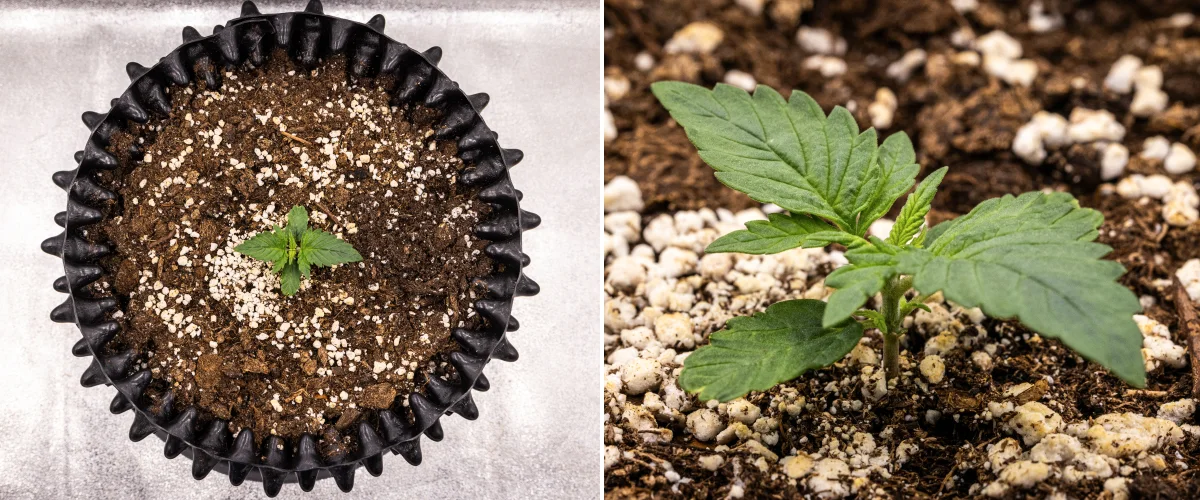 Pianta di cannabis NYC Sour Diesel Auto nella settimana 1 di crescita vegetativa, con foglie compatte e sane, ramificazione precoce e sviluppo lento ma stabile sotto luce LED