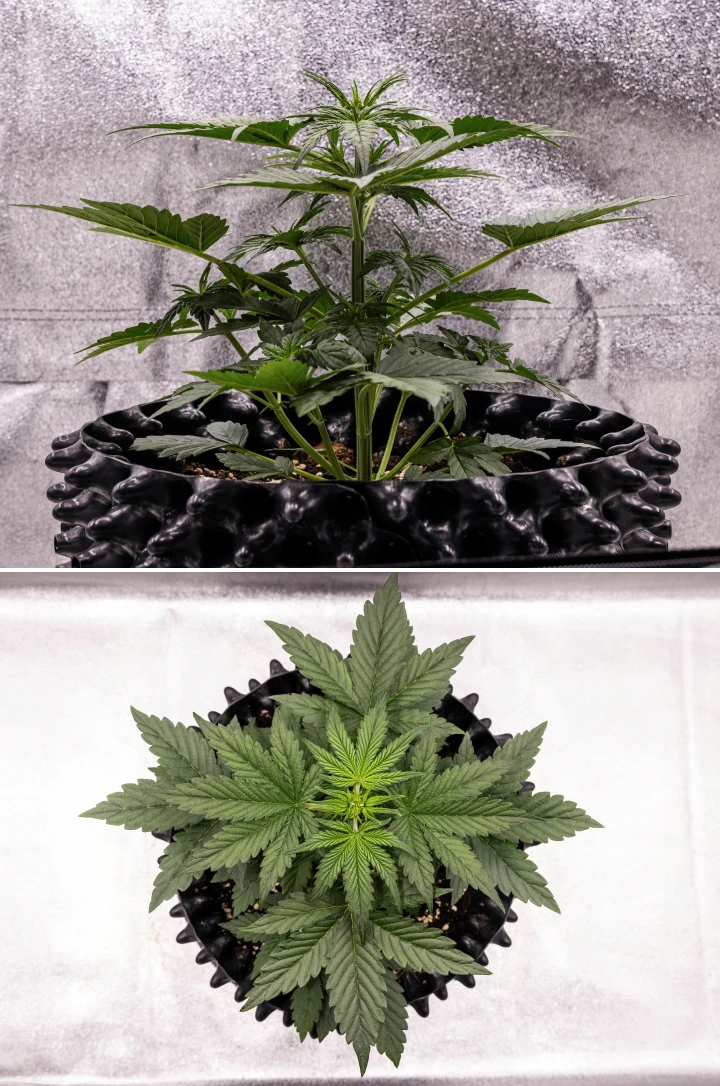 Pianta di cannabis NYC Sour Diesel Auto nella settimana 3 di crescita vegetativa, alta circa 38 cm, con crescita verticale vigorosa, struttura eretta, nodi inferiori compatti e prefiori chiaramente visibili sotto luce LED