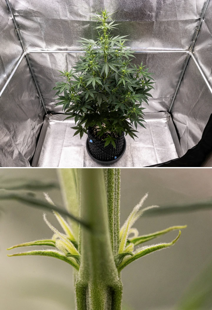 Pianta di cannabis NYC Sour Diesel Auto nella settimana 4 di fioritura, alta circa 97 cm, con allungamento aggressivo, struttura alta e aperta, maggiore spaziatura nella parte superiore e primi siti di fioritura sotto luce LED