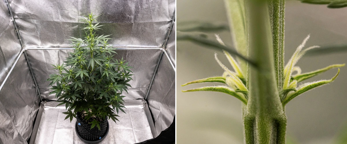 Pianta di cannabis NYC Sour Diesel Auto nella settimana 4 di fioritura, alta circa 97 cm, con allungamento aggressivo, struttura alta e aperta, maggiore spaziatura nella parte superiore e primi siti di fioritura sotto luce LED